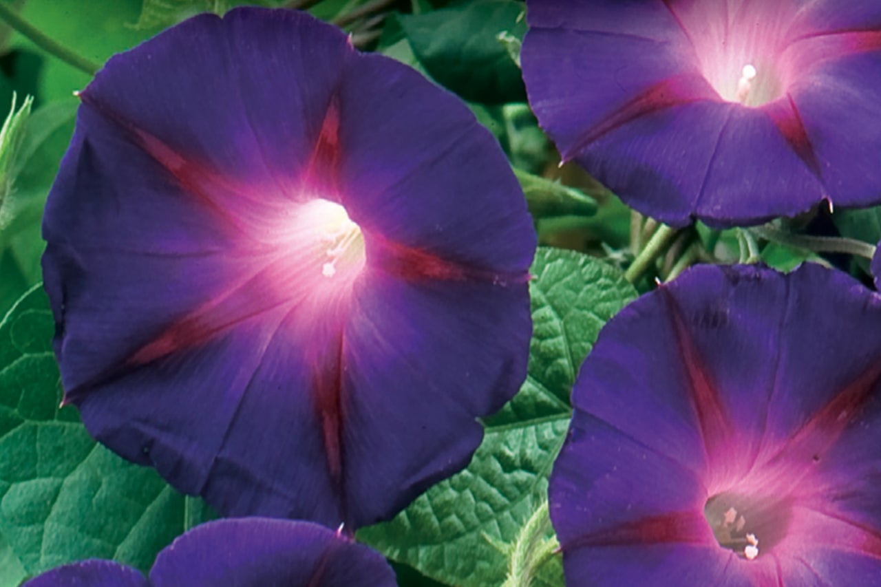Gros plan sur des fleurs violettes de volubilis