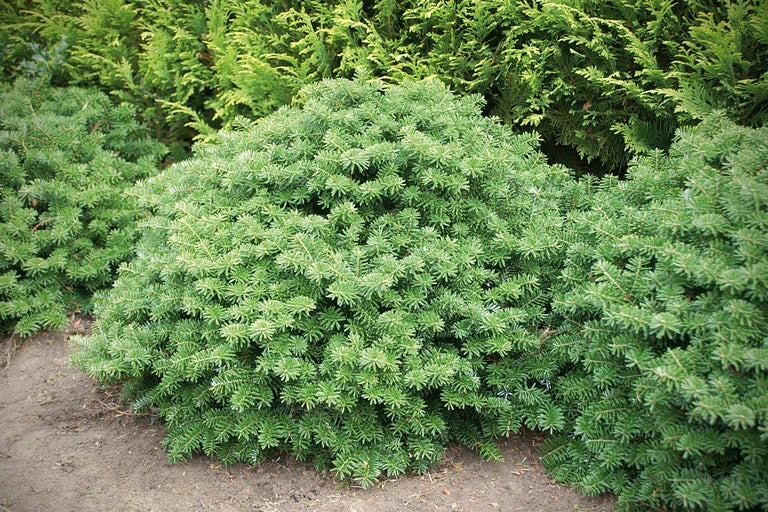 Sapin de Corée nain en forme de boule dans le jardin.
