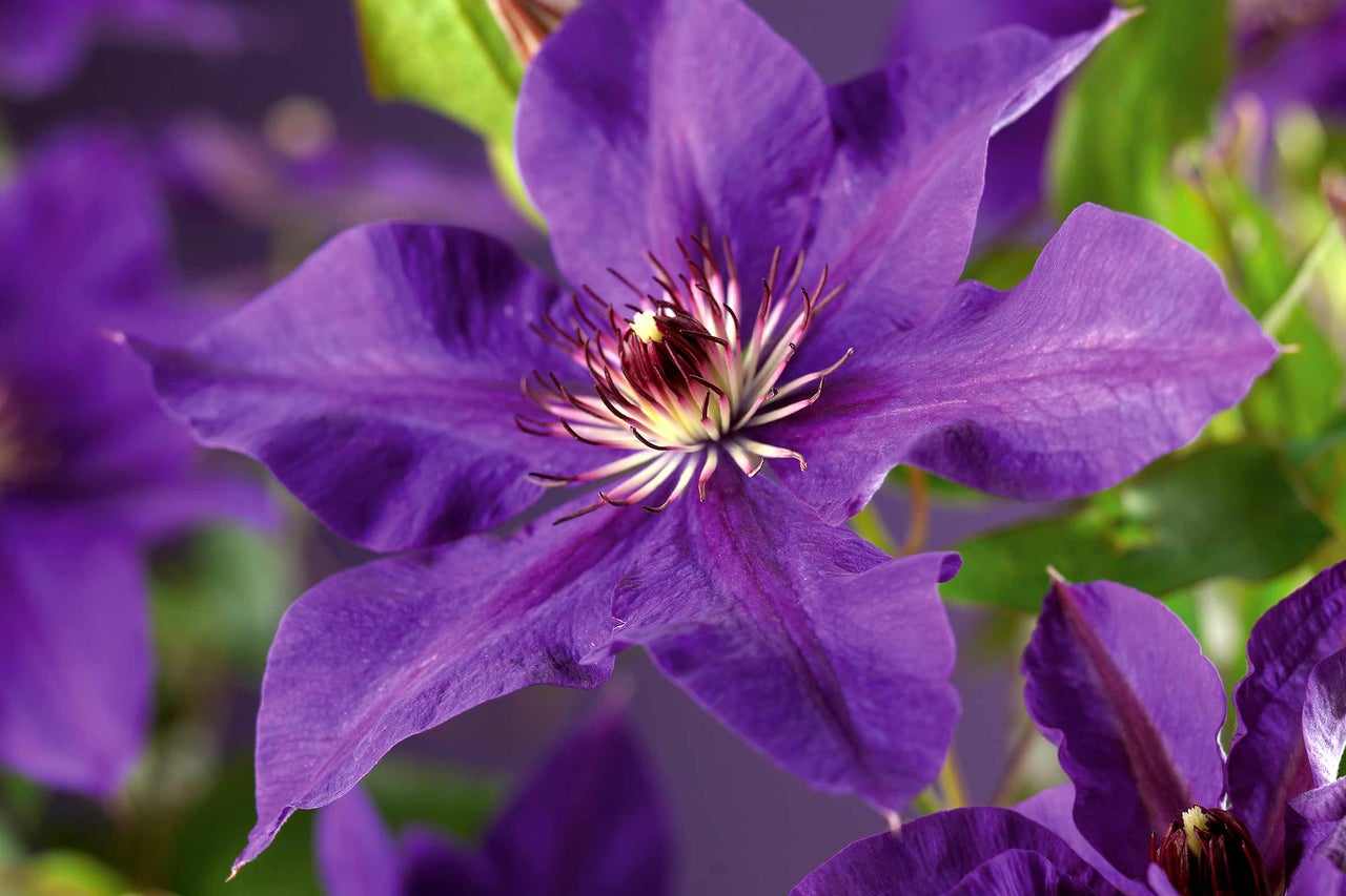 Gros plan d'une fleur de clématite bleue