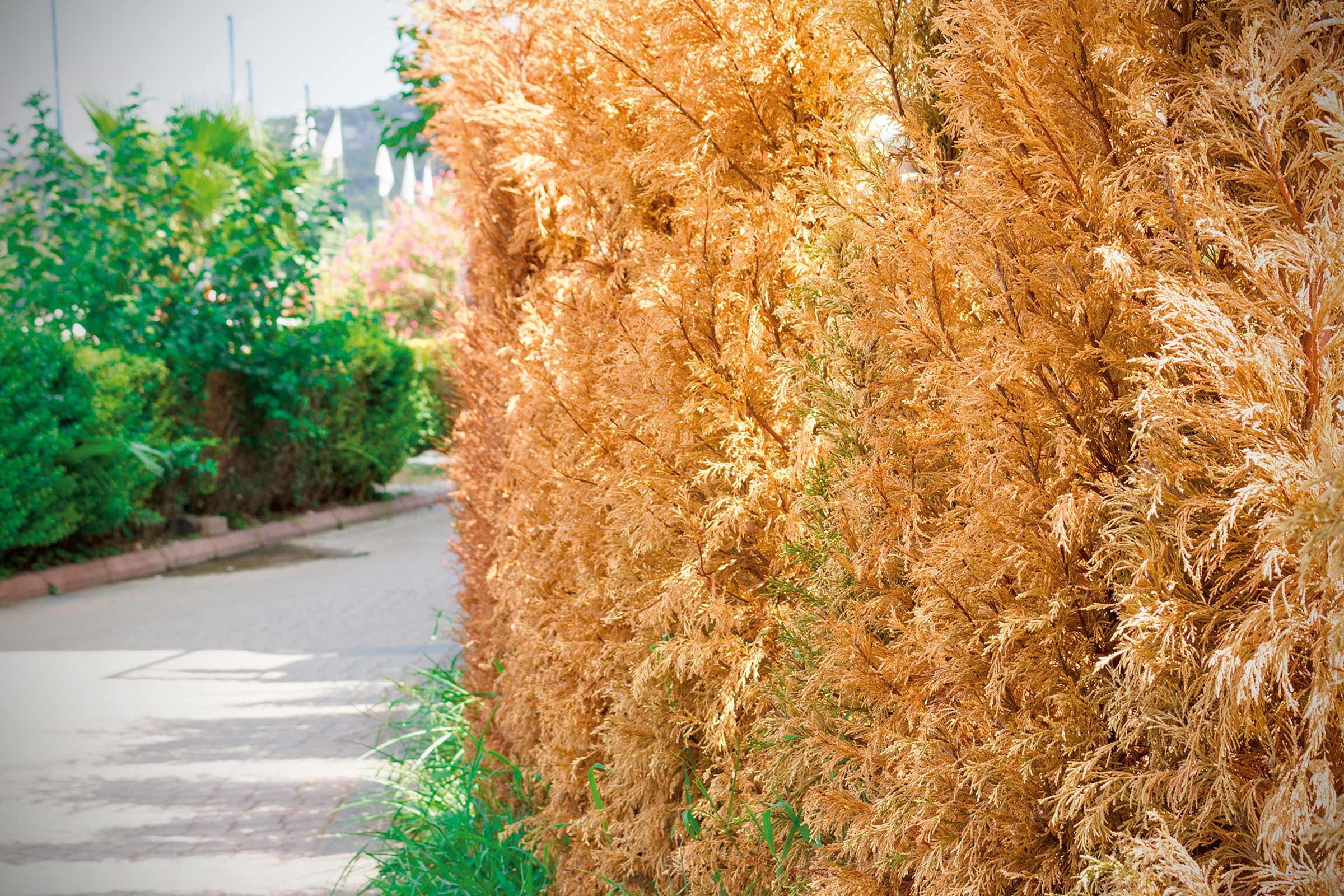 Gros plan d'une haute haie le long d'un chemin dans le jardin.