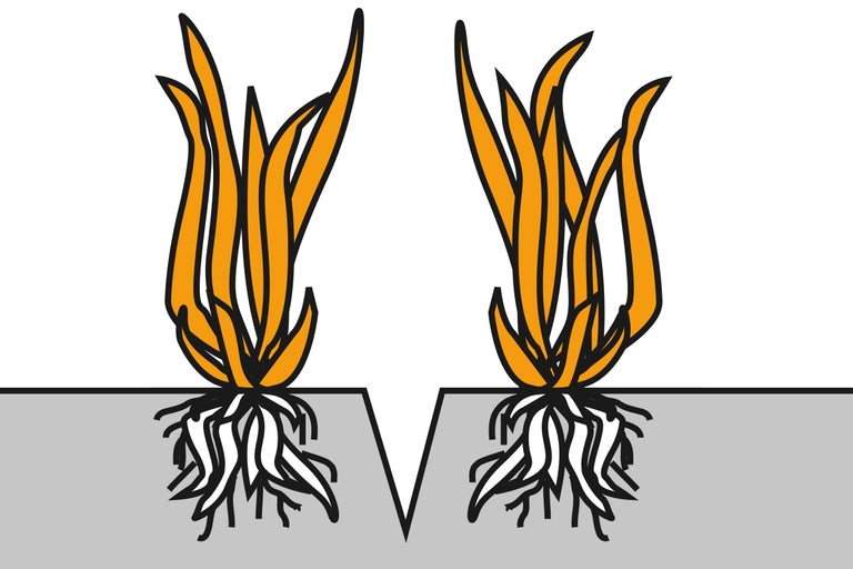 Illustration de deux touffes d'herbe avec des racines dans le sol