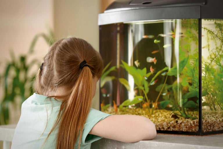 Mädchen betrachtet Aquarium mit Fischen und Pflanzen