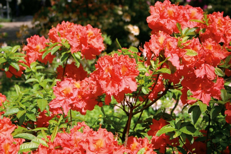 Azalée avec fleurs et feuilles vertes