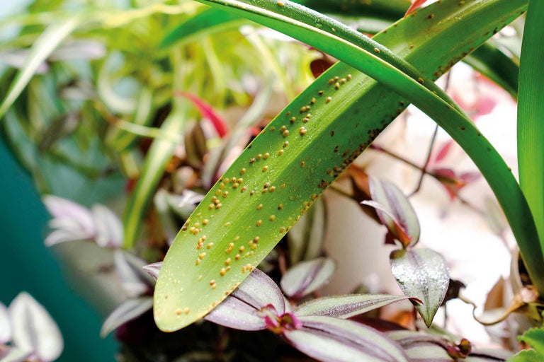 Gros plan d'une feuille de plante infestée de parasites