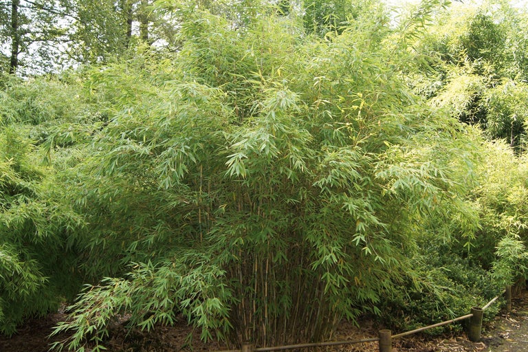 Plant de bambou dans le jardin