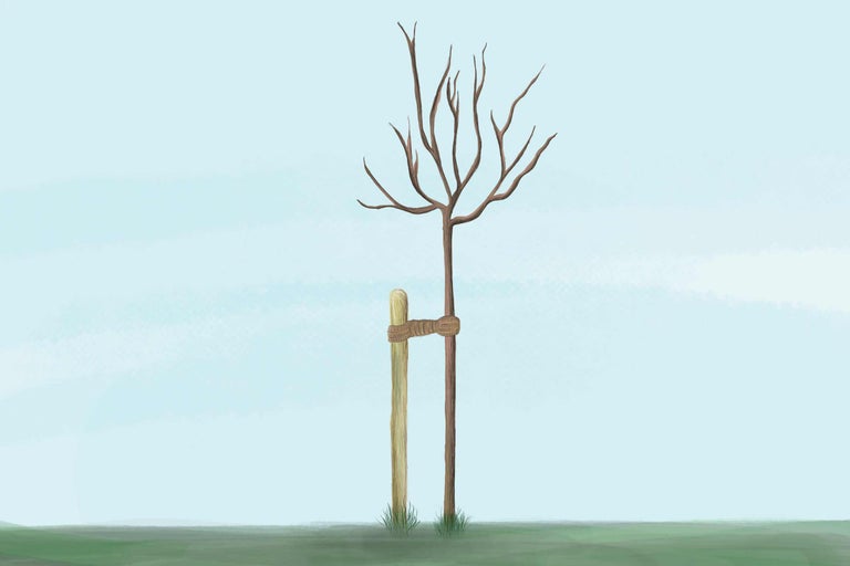 Arbre avec tuteur dans le jardin
