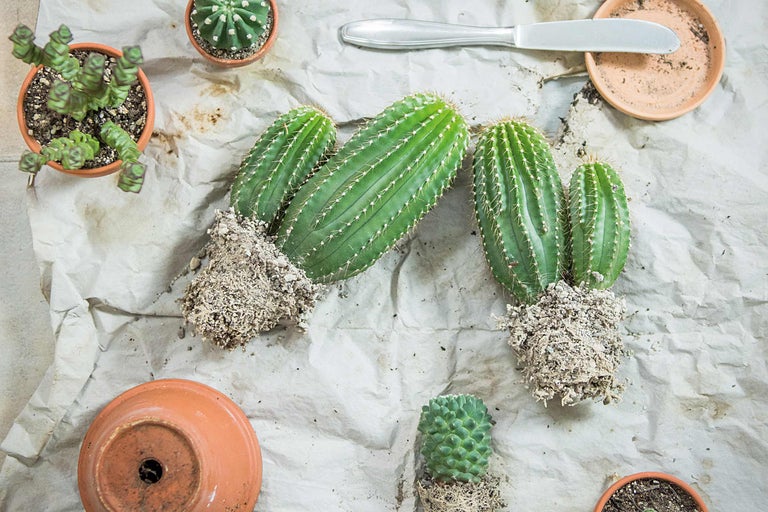 Divers cactus et plantes grasses avec pots et outils de plantation sur papier