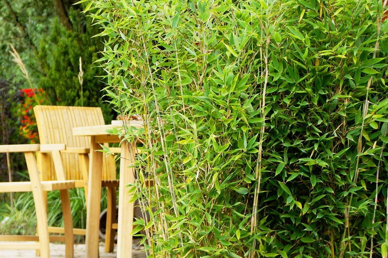 Scène de jardin avec des bambous et des meubles en bois