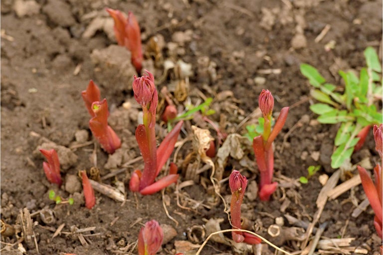 Jeunes pousses de plantes vivaces dans le sol du jardin.