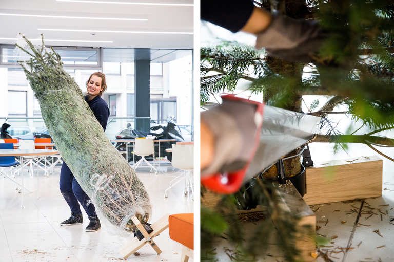 Frau trägt verpackten Weihnachtsbaum; Weihnachtsbaum wird mit einer Säge beschnitten