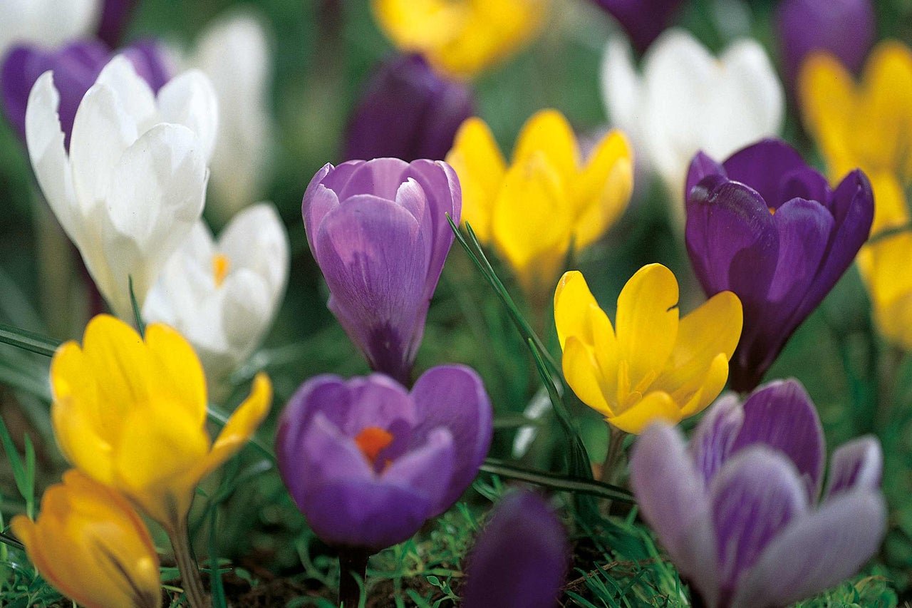 Nahaufnahme von Krokusblüten in Weiss, Gelb und Lila im Garten