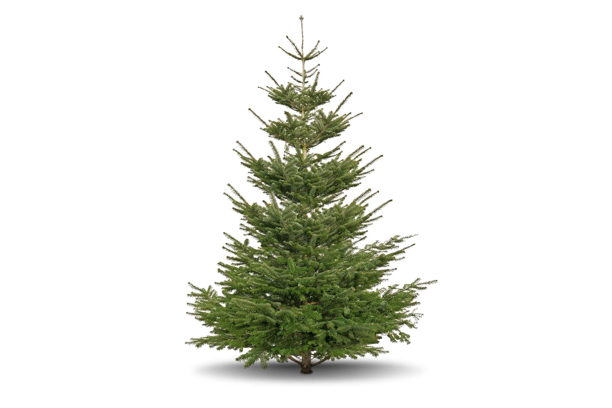 Nordmanntanne als Weihnachtsbaum