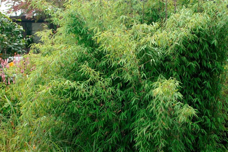 Plante de bambou dans le jardin