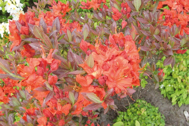 Azalée avec fleurs rouges