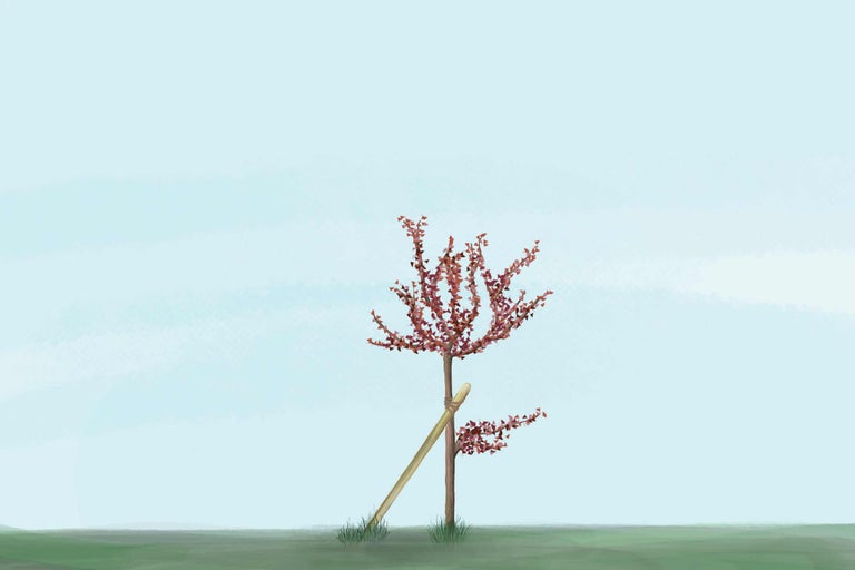 Jeune arbre avec tuteur dans le jardin