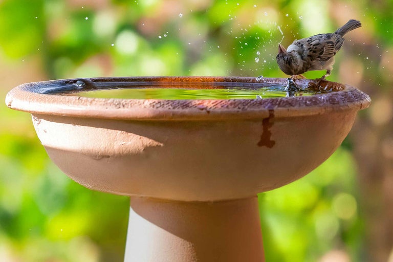 Oiseau buvant de l'eau dans un bain d'oiseaux
