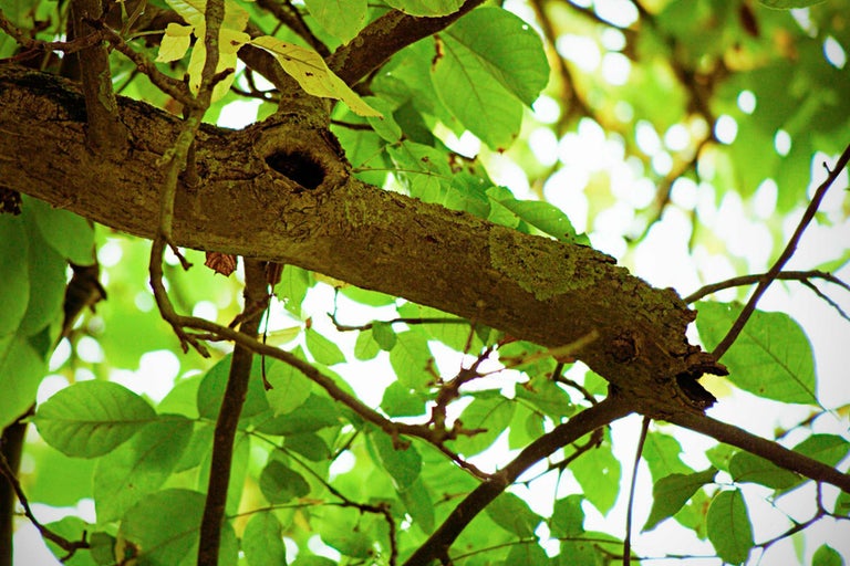 Ast mit Loch und grünen Blättern