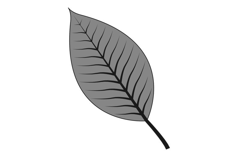 Illustration eines einzelnen Blattes