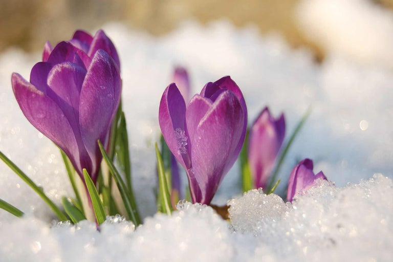 Gros plan de crocus fleurissant dans la neige