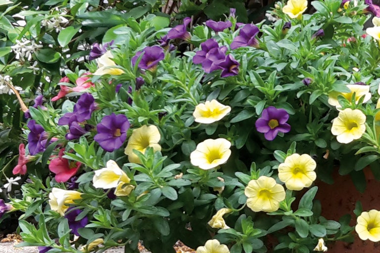 Arrangement floral avec des pétunias et d'autres fleurs