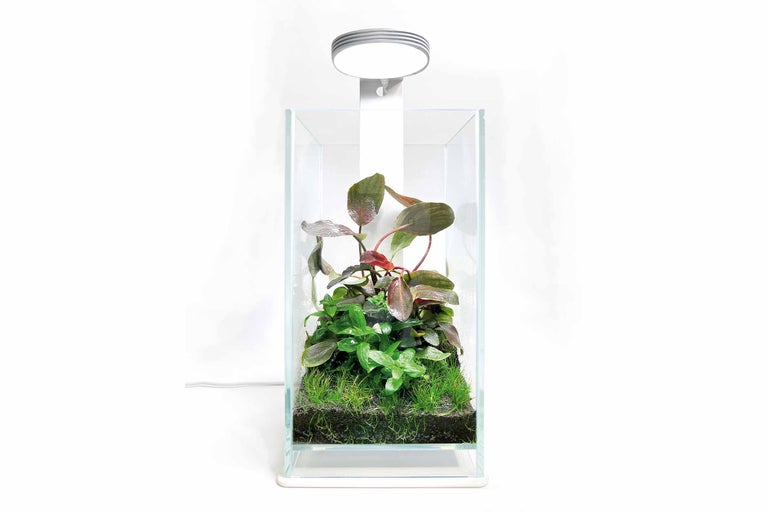 Aquarium en verre avec plantes et éclairage