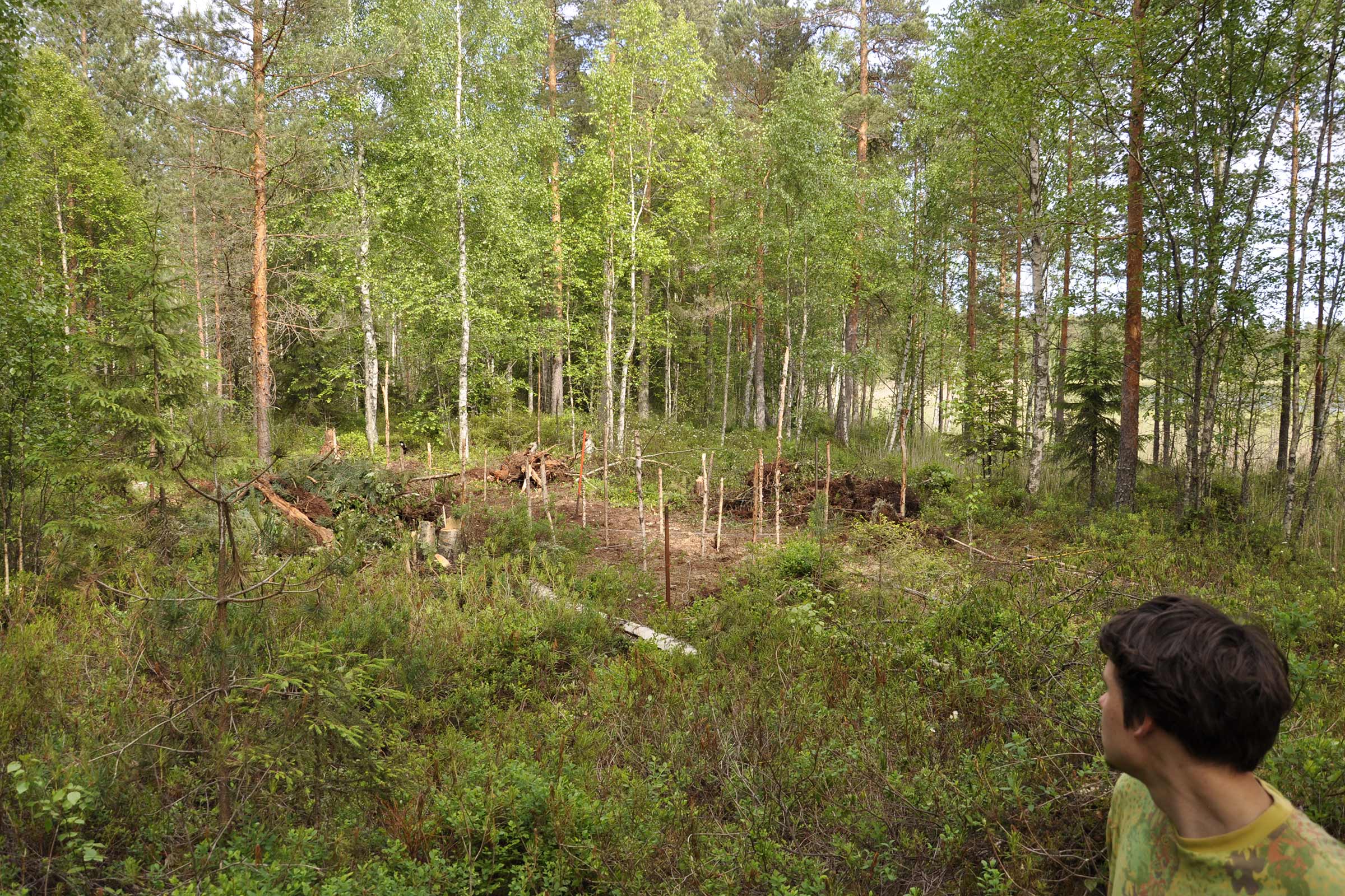 Scène de forêt avec des troncs d'arbres et de la végétation