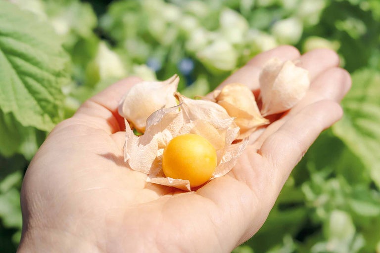 Hand hält Andenbeeren mit Blättern