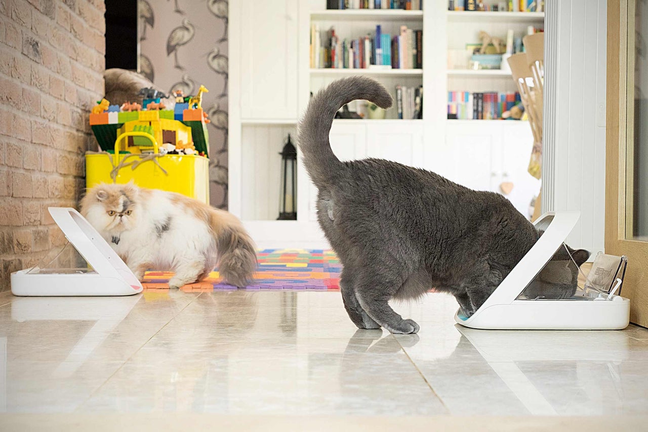 Zwei Katzen fressen aus weißen Futterautomaten in einem hellen Raum.