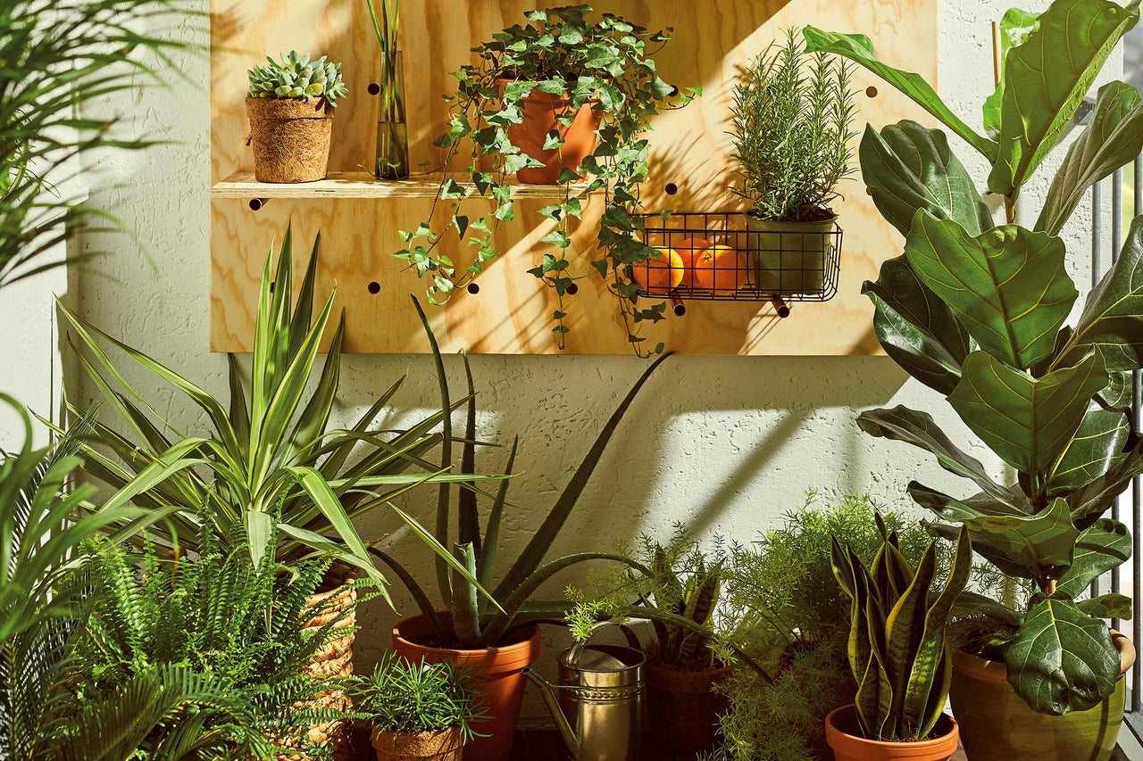 Diverses plantes d'intérieur sur une étagère en bois et au sol, créant une atmosphère lumineuse et verte