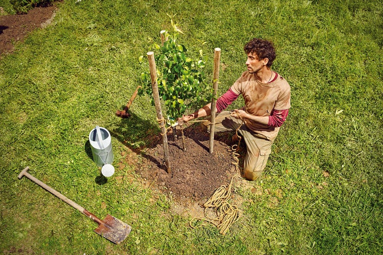 Un homme plante un arbre avec des piquets en bois, une corde, une pelle et un arrosoir dans un jardin.
