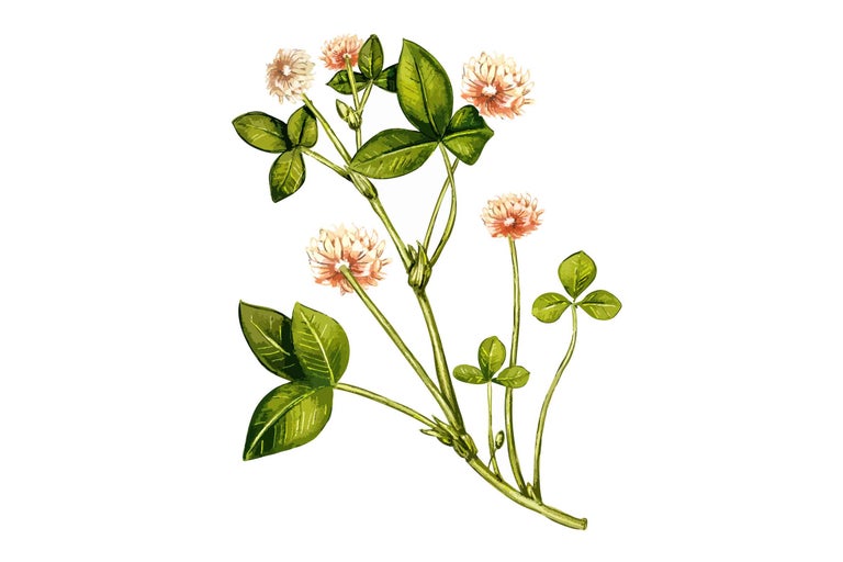 Klee Pflanze mit Blättern und Blüten