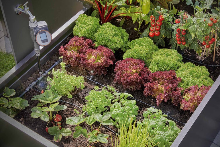 Hochbeet mit Bewässerungssystem, Salat, Tomaten und Erdbeeren