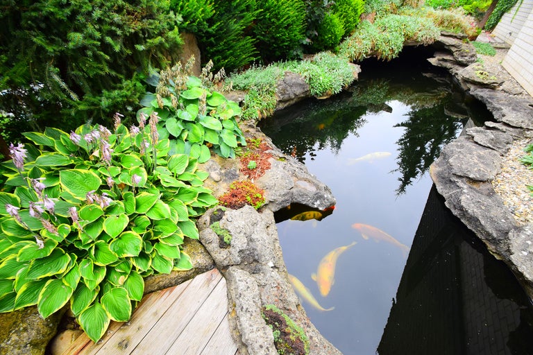 Bassin avec carpes koï et végétation riveraine dans le jardin
