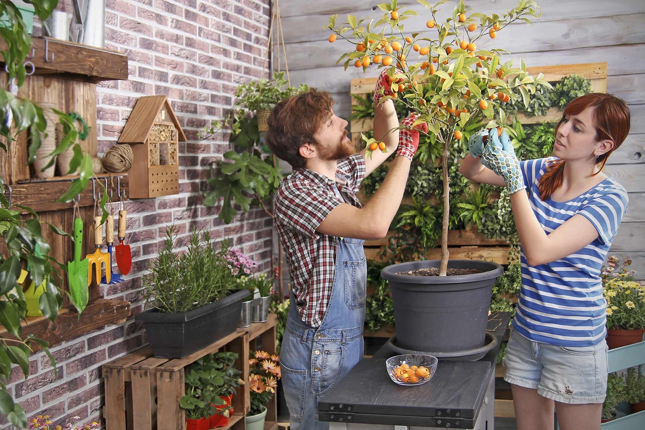 Zwei Personen ernten Kumquats von einem Kumquatbaum im Topf im Garten.
