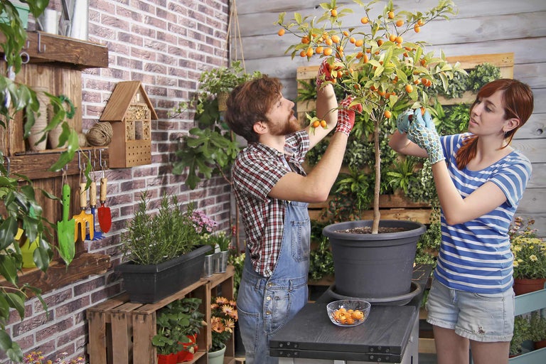 Deux personnes récoltent des kumquats sur un kumquatier en pot dans le jardin.