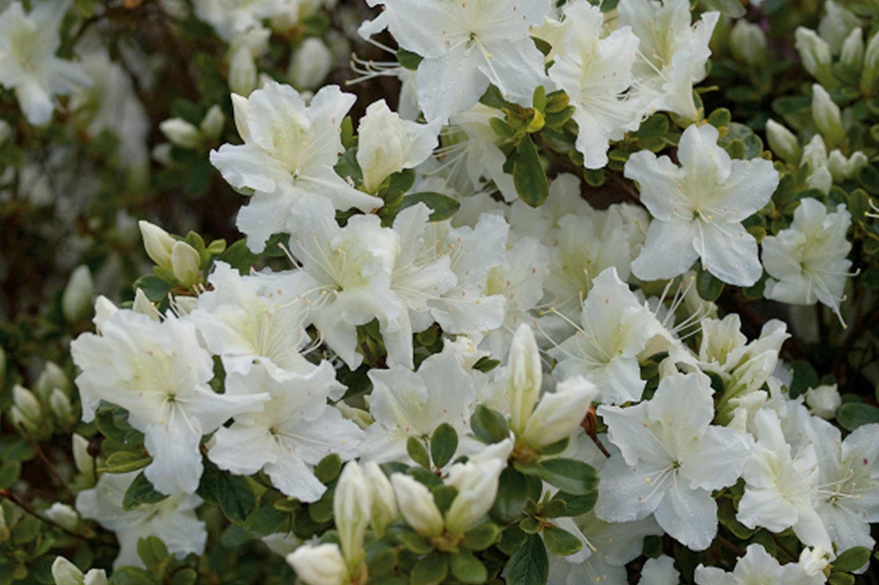 Gros plan d'un azalée avec des fleurs blanches