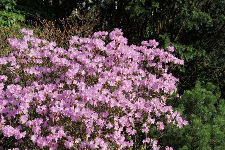 Rhododendron en fleurs dans le jardin