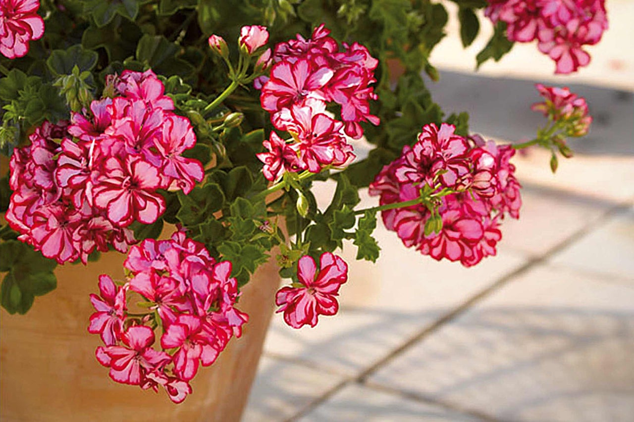Geranie mit rosa Blüten im Pflanzgefäss
