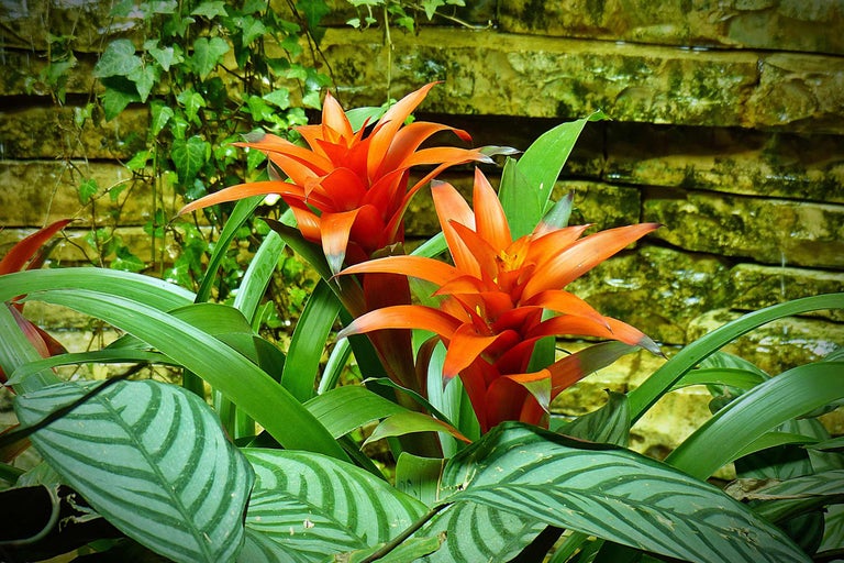 Zwei Guzmania Pflanzen mit grünen Blättern