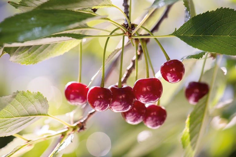 Gros plan sur des cerises mûres sur l'arbre