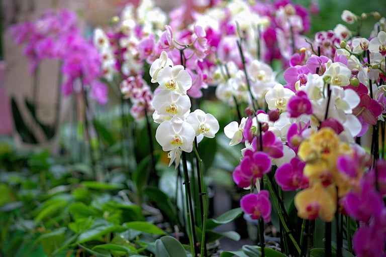 Nahaufnahme von Orchideen in Weiss, Lila und Gelb mit grünen Blättern