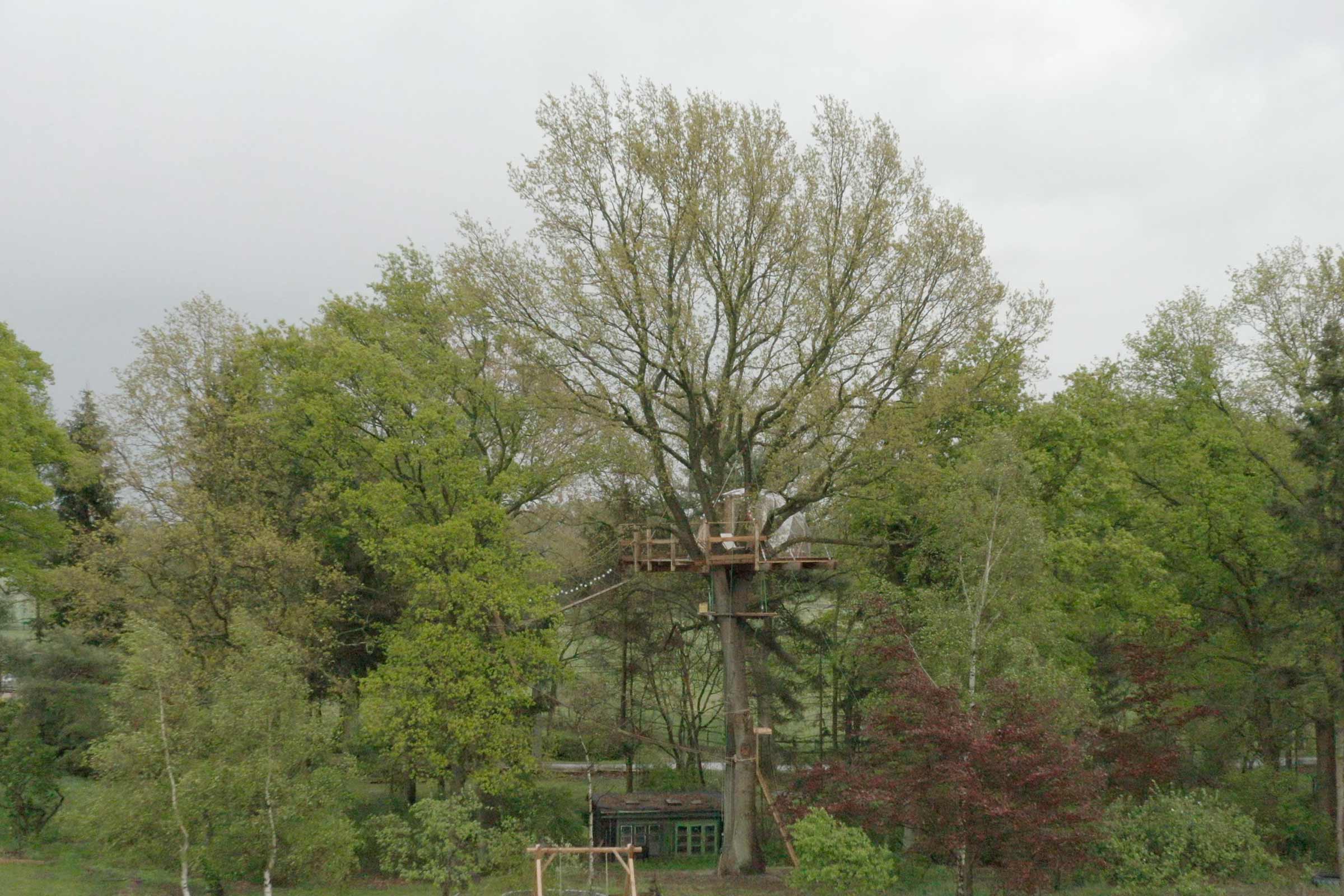 Cabane dans les arbres entre des arbres verts dans un environnement naturel
