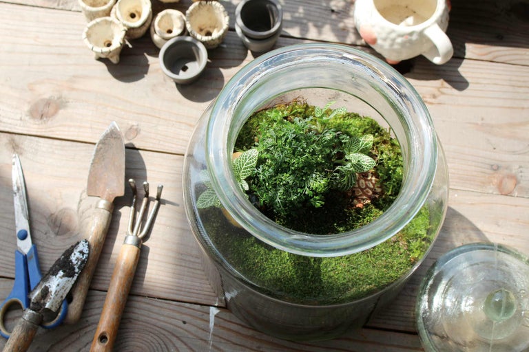 Terrarium avec plantes, mousse et outils de jardinage sur une table en bois