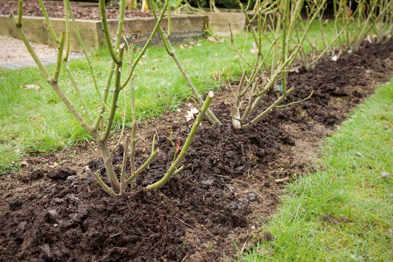 Reihe geschnittener Rosenbüsche im Gartenbeet