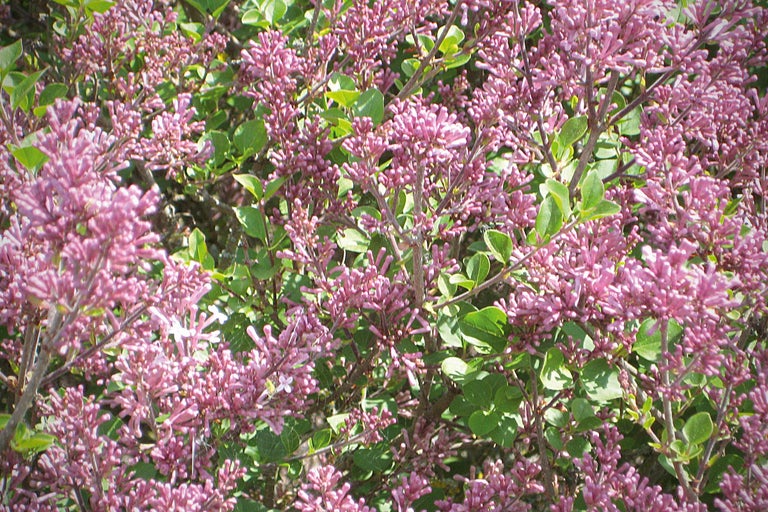 Gros plan sur un lilas nain en fleurs