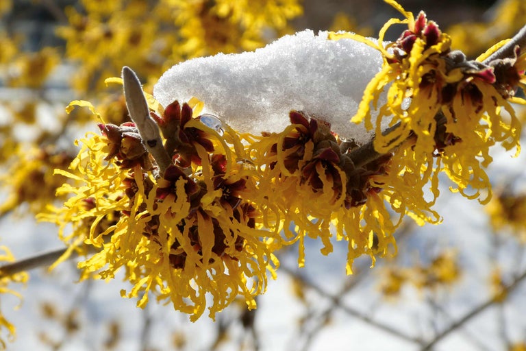 Branche fleurie d'hamamélis couverte de neige