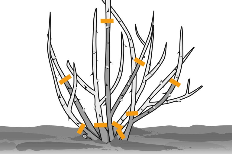 Illustration von einem Strauch mit Schnittmarkierungen