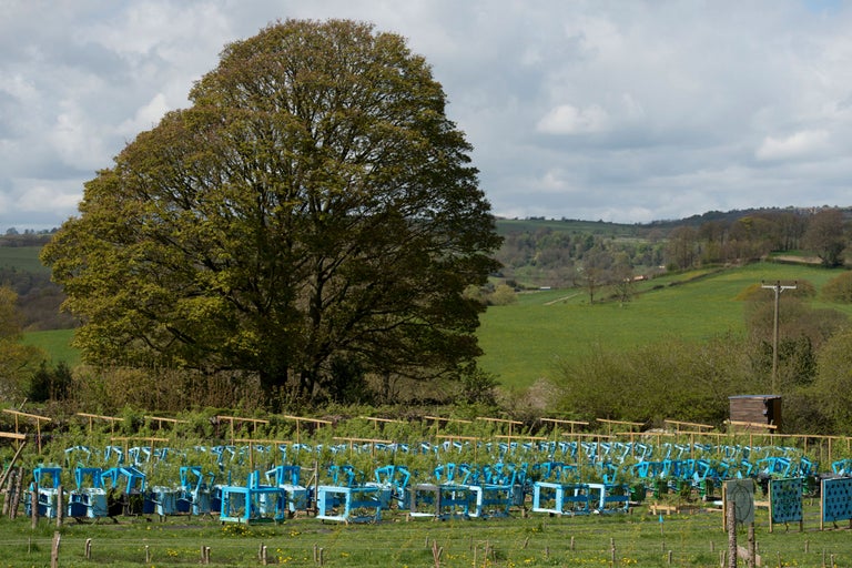 Vue d'un champ de plantes dans des cadres bleus sous un grand arbre dans un environnement rural.