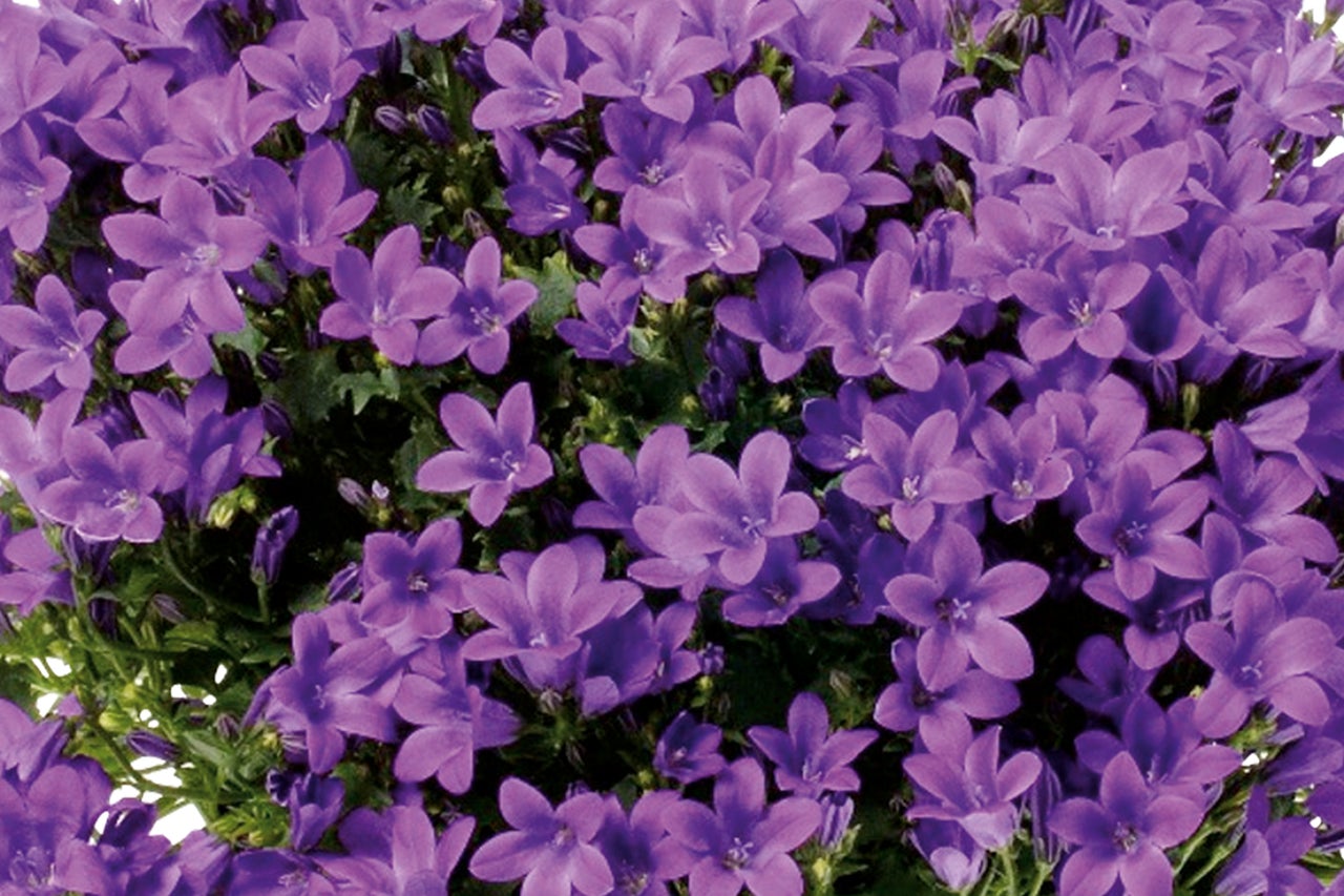 Gros plan d'une campanule violette