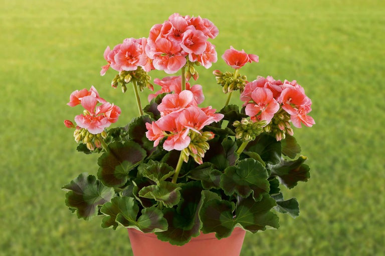 Géranium en pot avec des fleurs